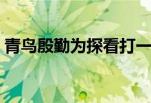 青鳥(niǎo)殷勤為探看打一動(dòng)物（青鳥(niǎo)殷勤為探看）