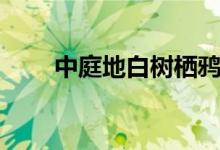 中庭地白樹(shù)棲鴉（中庭地白樹(shù)棲鴉）