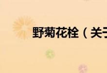野菊花栓（關(guān)于野菊花栓的介紹）