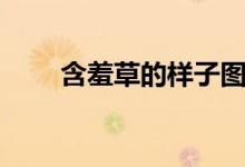 含羞草的樣子圖片(含羞草的樣子)