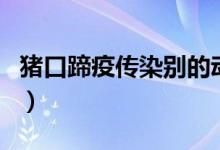 豬口蹄疫傳染別的動(dòng)物嗎（豬口蹄疫傳染人嗎）