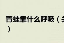 青蛙靠什么呼吸（關于青蛙靠什么呼吸的介紹）