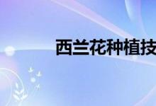 西蘭花種植技術(shù)(西蘭花種植)