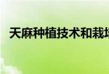 天麻種植技術和栽培方法（天麻種植技術）