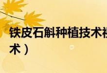 鐵皮石斛種植技術視頻直播（鐵皮石斛種植技術）