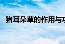 豬耳朵草的作用與功效(豬耳朵草的作用)