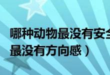 哪種動物最沒有安全感腦筋急轉彎（哪種動物最沒有方向感）