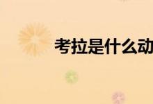 考拉是什么動(dòng)物(考拉是什么)