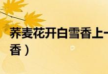 蕎麥花開(kāi)白雪香上一句是什么（蕎麥花開(kāi)白雪香）