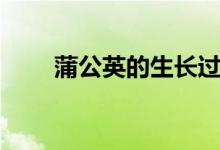 蒲公英的生長(zhǎng)過(guò)程（蒲公英的資料）