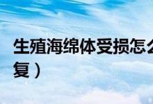 生殖海綿體受損怎么辦（海綿體受損了怎么恢復）