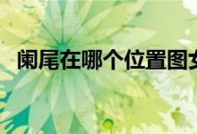 闌尾在哪個位置圖女性（闌尾在哪個位置）