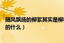 隨風飄揚的柳絮其實是柳樹的什么（隨風飄揚的柳絮是柳樹的什么）
